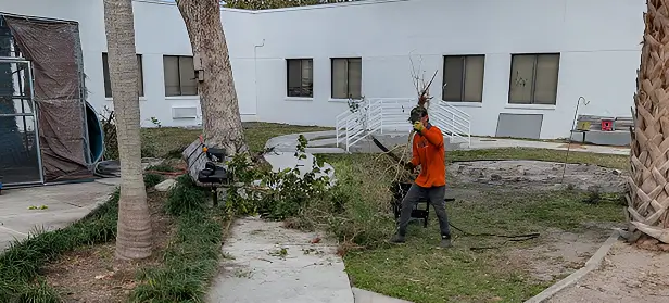 Worker Carrying Tree Branches In Yard