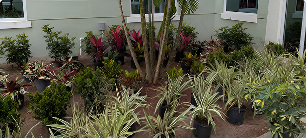 Garden Plants Arranged Around Tree In Yard