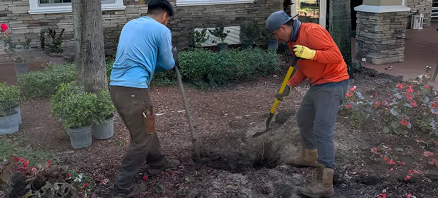 Workers Digging Hole For Landscaping Project