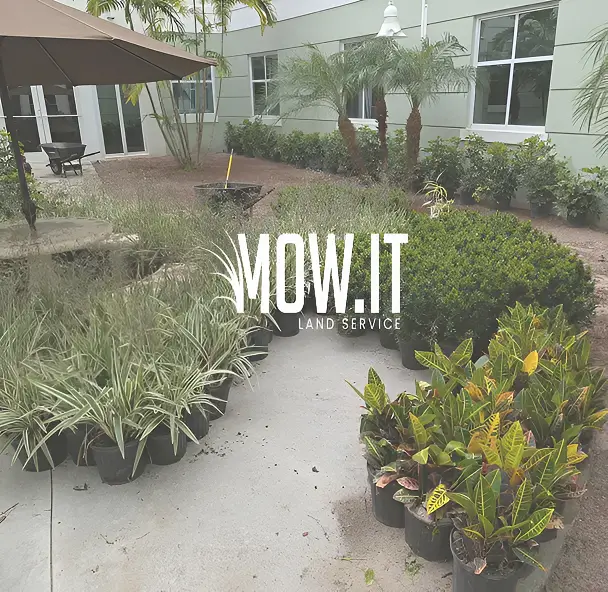 Mow.It Land Service Commercial Landscaping With Tropical Plants