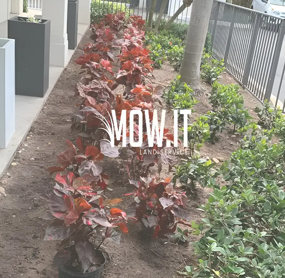 Red plants in a landscaped garden bed.