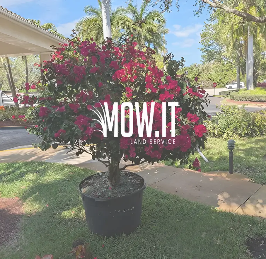 Mow It Potted Flowering Tree With Pink Blooms In Garden