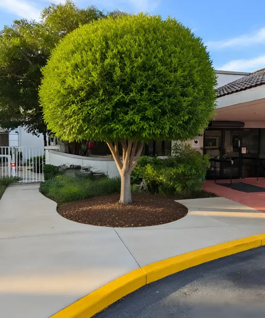 Tree Services & Tree Trimming After