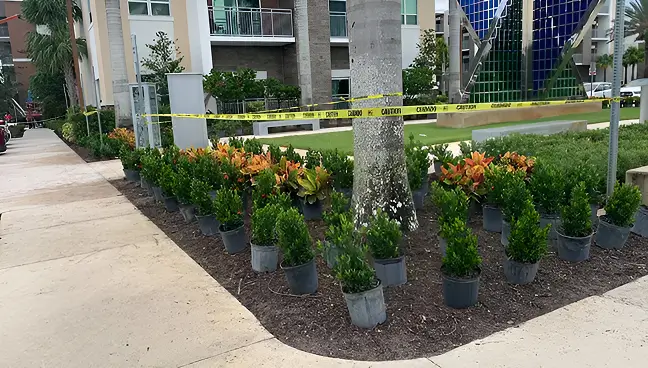 Potted Shrubs Lined Up For Urban Landscaping