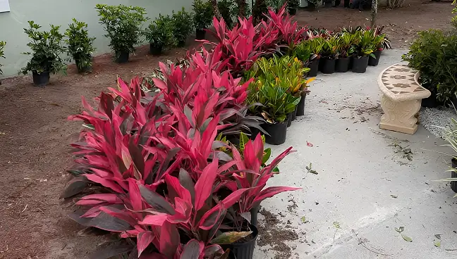 Red Tropical Plants Arranged Along Garden Pathway