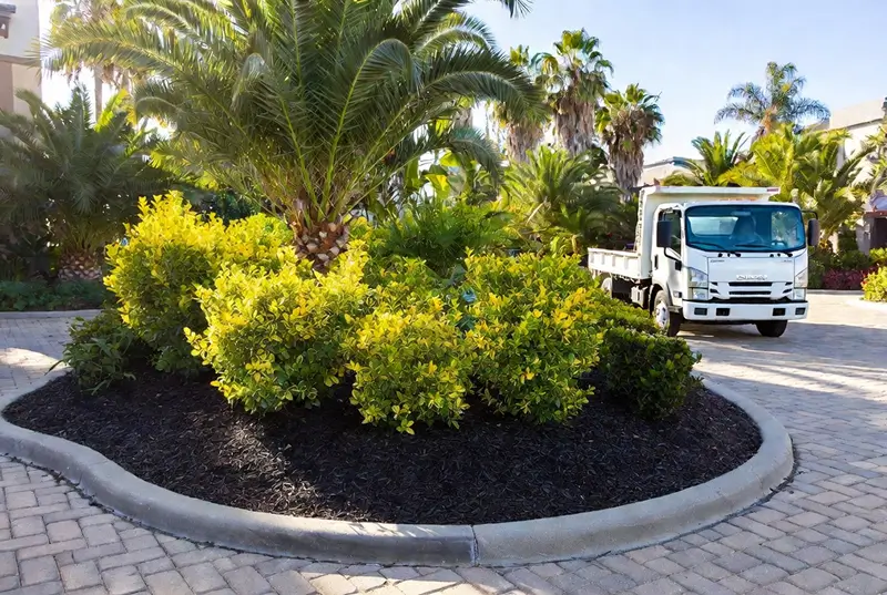 After: Trimmed Yellow Shrubs In Mulched Island With Landscaping Truck