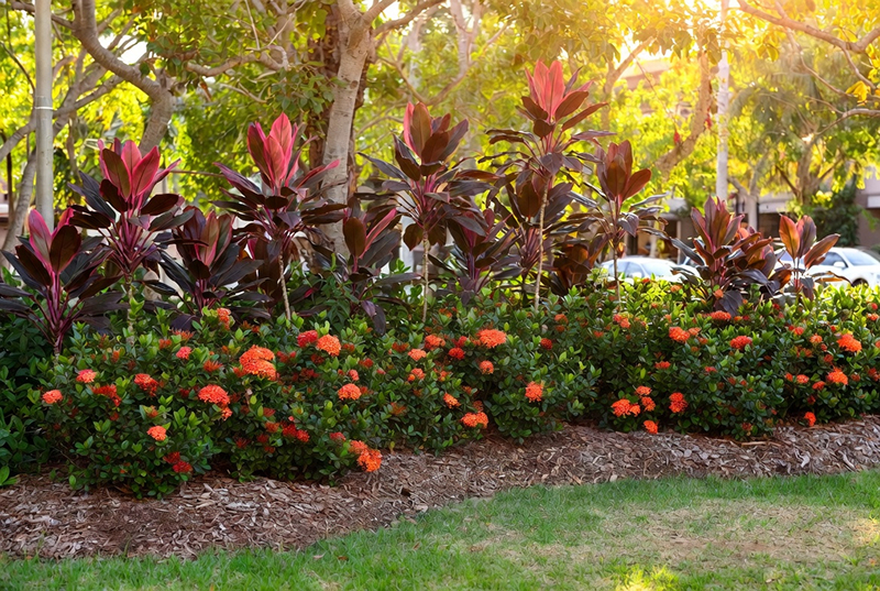 After: Red Cordylines And Orange Ixora Flowers In Landscaped Garden