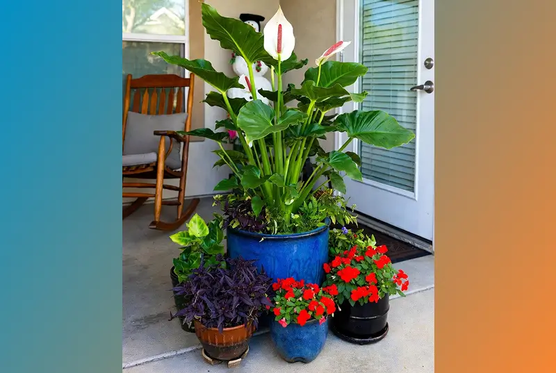 After: Potted Peace Lily And Colorful Flowers Arranged On Front Porch