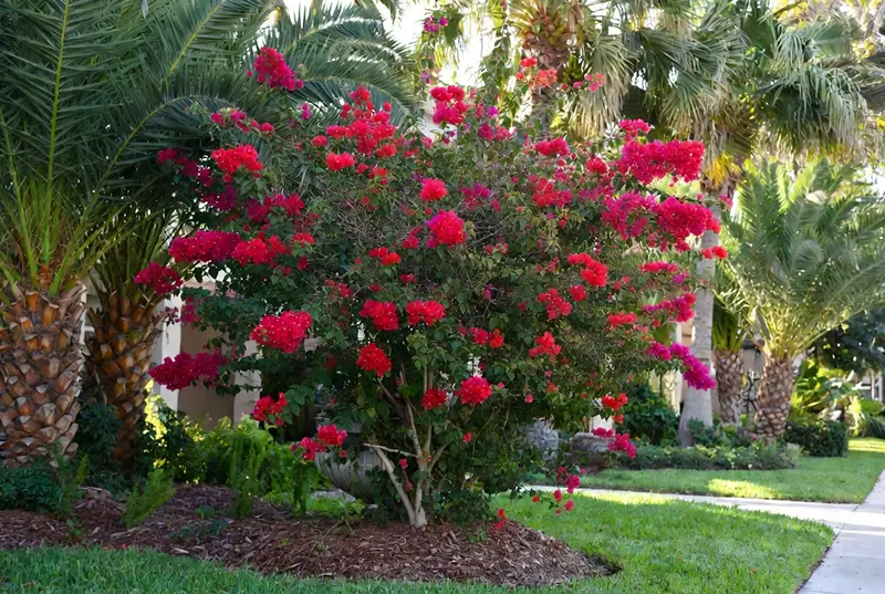 After: Blooming Red Crepe Myrtle Tree Among Palm Trees In Landscape