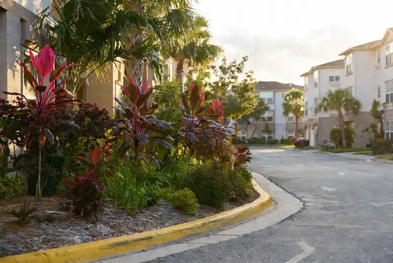 After: Newly Planted Tropical Cordylines Along Apartment Driveway