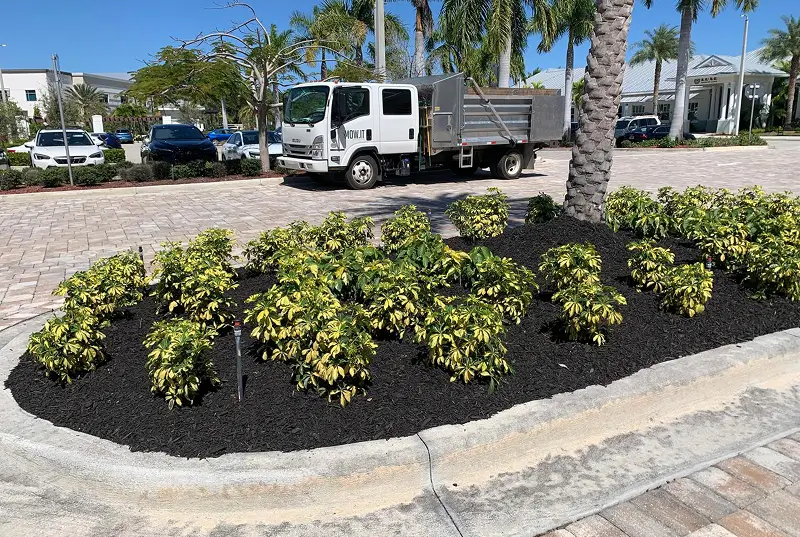 Before: Trimmed Yellow Shrubs In Mulched Island With Landscaping Truck