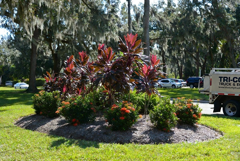 Before: Orange Ixora And Red Cordyline With Landscaping