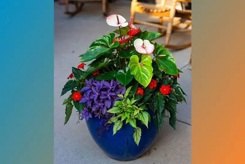 Before: Potted Peace Lily And Colorful Flowers Arranged On Front Porch