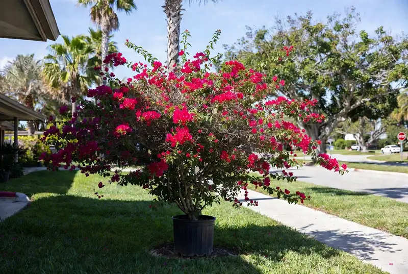 Before: Blooming Red Crepe Myrtle Tree Among Palm Trees In Landscape