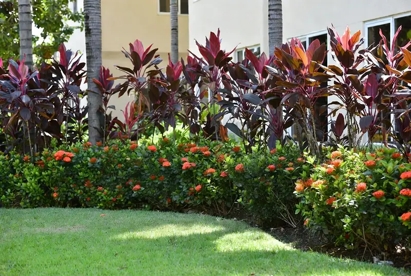Before: Lush Tropical Garden With Palm Trees And Red Ixora Flowers