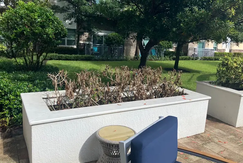 Before Colorful Tropical Plants In White Raised Planters At Apartment