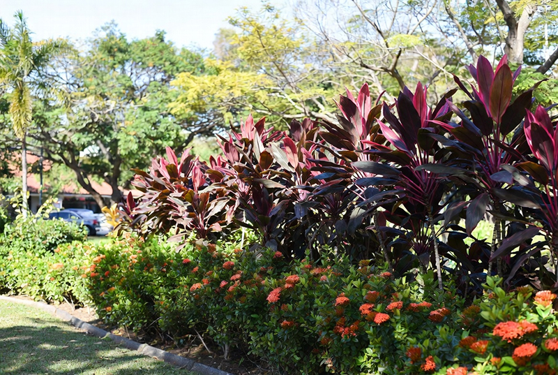 Before : Red Cordylines And Orange Ixora Flowers In Landscaped Garden