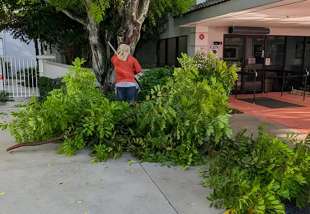 Our Tree Services