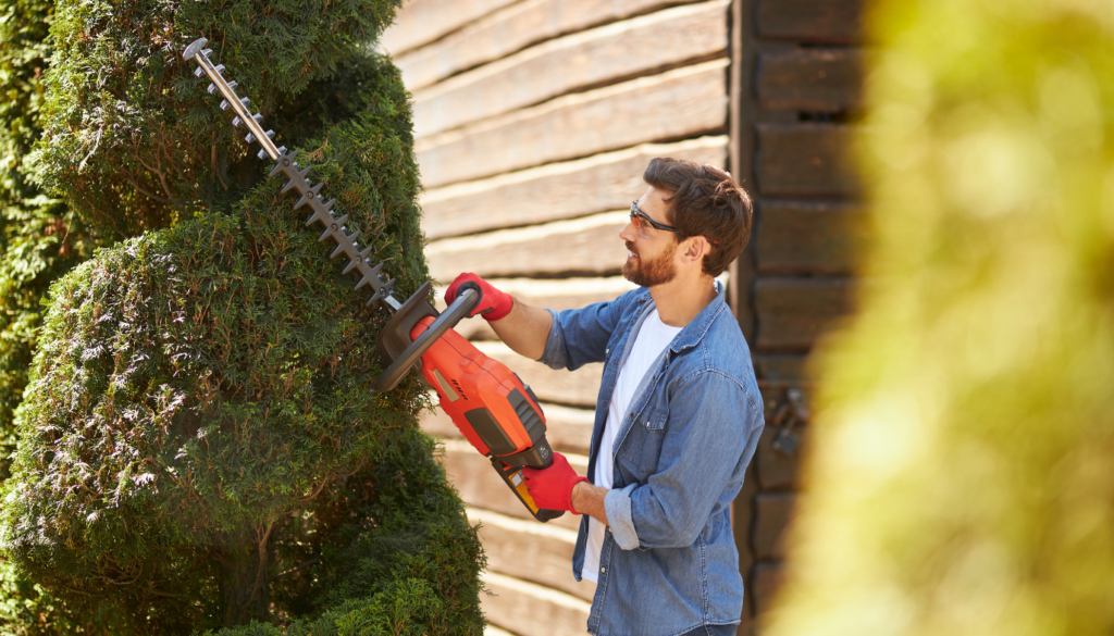 Why Proper Tree Trimming Can Transform Your Landscape
