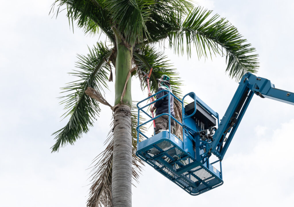 Palm Tree Trimming in Boca Raton: When and How to Do It Safely